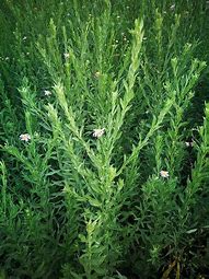 私服的几种消费手段 传奇市场混乱 第4种害人不浅