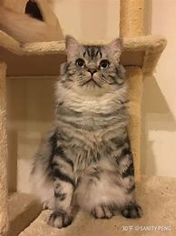 现在还有比较良心现在传奇私服版本好玩的传奇私服吗？