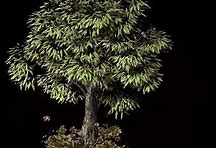 仿天心传奇版本