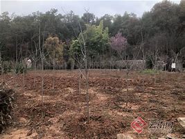 85后团伙办《传奇》私服站 一年赚7000万被抓