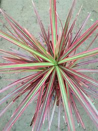 传奇私服怎么复制boss名字