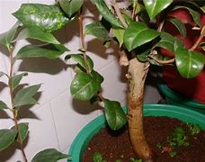 2种毒如何用 老玩家分享经验 1招让你走上巅峰