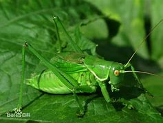 现在还有比较良心的传奇私服吗？