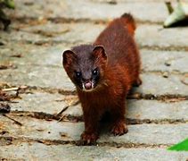 在家里怎么下载传奇私服