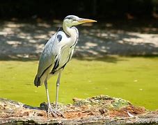 传奇为啥老不能上去 为什么我的传奇游戏不能进入 老是出现 爱问