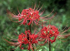 彼岸花的传说传奇私服彼岸花与花语