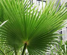 “棕”情一夏1 就是玩er