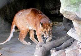 现在最火的传奇私服1.76