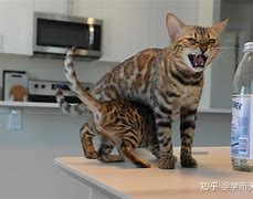 自己做了个html网页，怎么连上网，已经买了域名之后呢，买租服务器？步骤说一下，谢谢。？