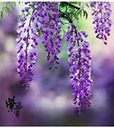 新开1.80星王传奇下载