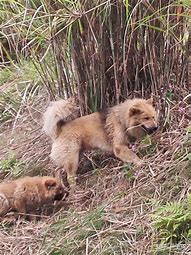 最受欢迎的传奇私服版本排行 最后一种是私服鼻祖