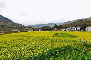 遵义有人开私服传奇吗