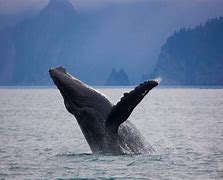 传奇id私服哪里找