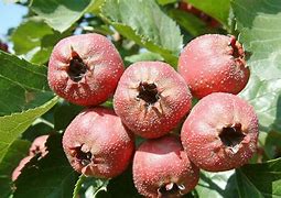 11月天果仙剑传说之龙之战魂靓装版