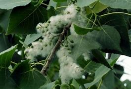 怎样清除除热血传奇里的私服补？怎样清除除热 – 手机爱问