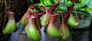 逐渐慢慢消失在官服中的神器装备 逐渐慢慢消失在官服中的神器装备 只有老