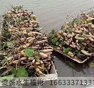 传奇私服绿玉裁决化不化
