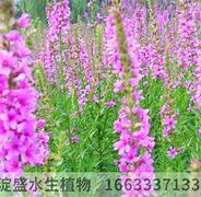 关于传奇私服gm修改武器属性问题？