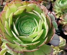 法师性价比最高的戒指是什么 雷电威力倍增 几乎人手一对