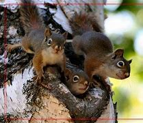 传奇私服飞跃家族