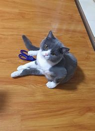 他养了18只老虎、17只狮子，自杀的时候全放出来了...