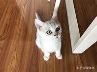 想找个好点的传奇私服装备狂雷终极 最好就是狂雷或王者终极的 有英雄的游戏 先声 想找个好点的传奇私服装备狂雷终极 最好就是狂雷或王者终极的 有英雄的游戏 先声