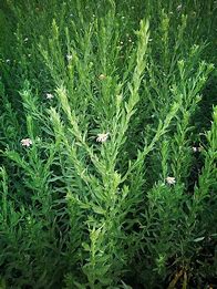 私服的几种消费手段  怎么收的 详细点