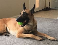 能带多条狗的传奇私服